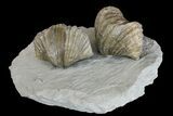 Multiple Fossil Brachiopod (Platystrophia) Plate - Kentucky #136614-1